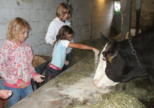 Die Kuh macht muu... und was weißt du? Kindergeburtstage auf dem Bauernhof