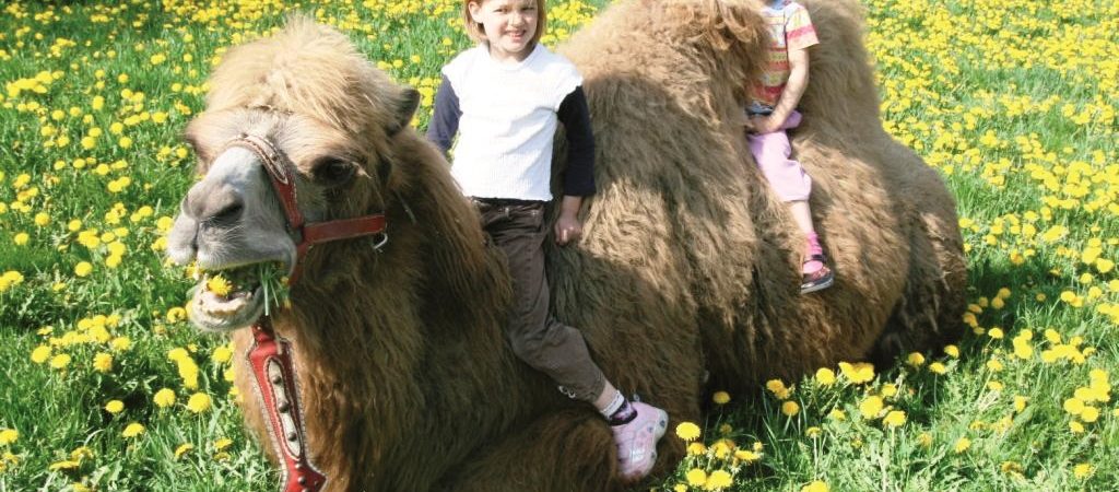 Kindergeburtstag hoch zu Kamel