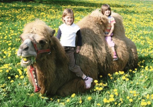 Kindergeburtstag hoch zu Kamel