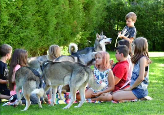 Husky Kindergeburtstag